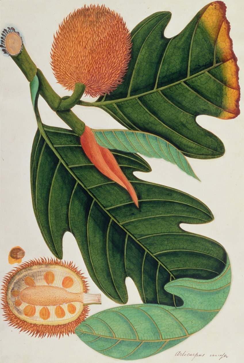 Trab eller Artocarpus incesses, från Drawings of Plants from Malacca, c.1805-18 (wc på papper) av Chinese School