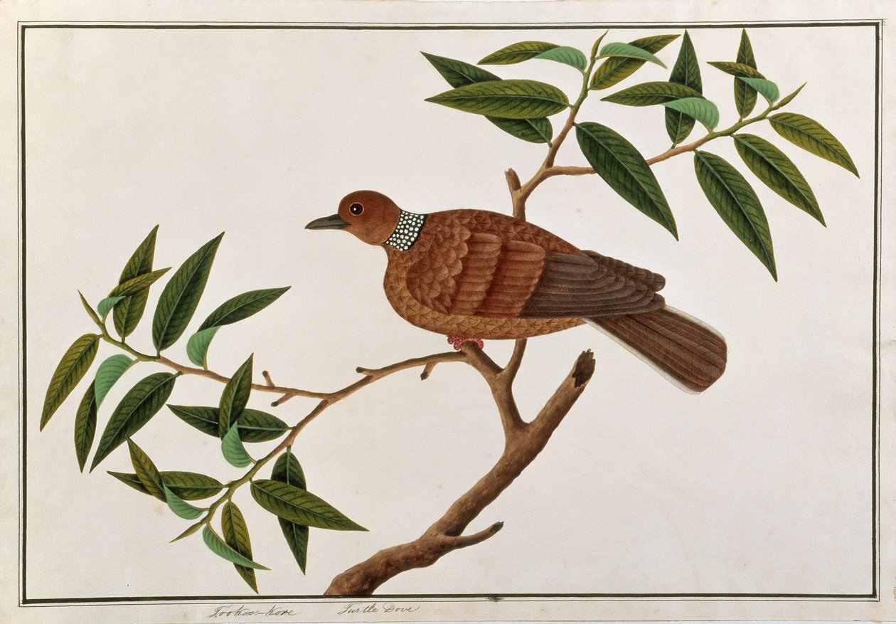 Turtle Dove, Tookoo-Kore, från Drawings of Birds from Malacca, c.1805-18 (wc på papper) av Chinese School