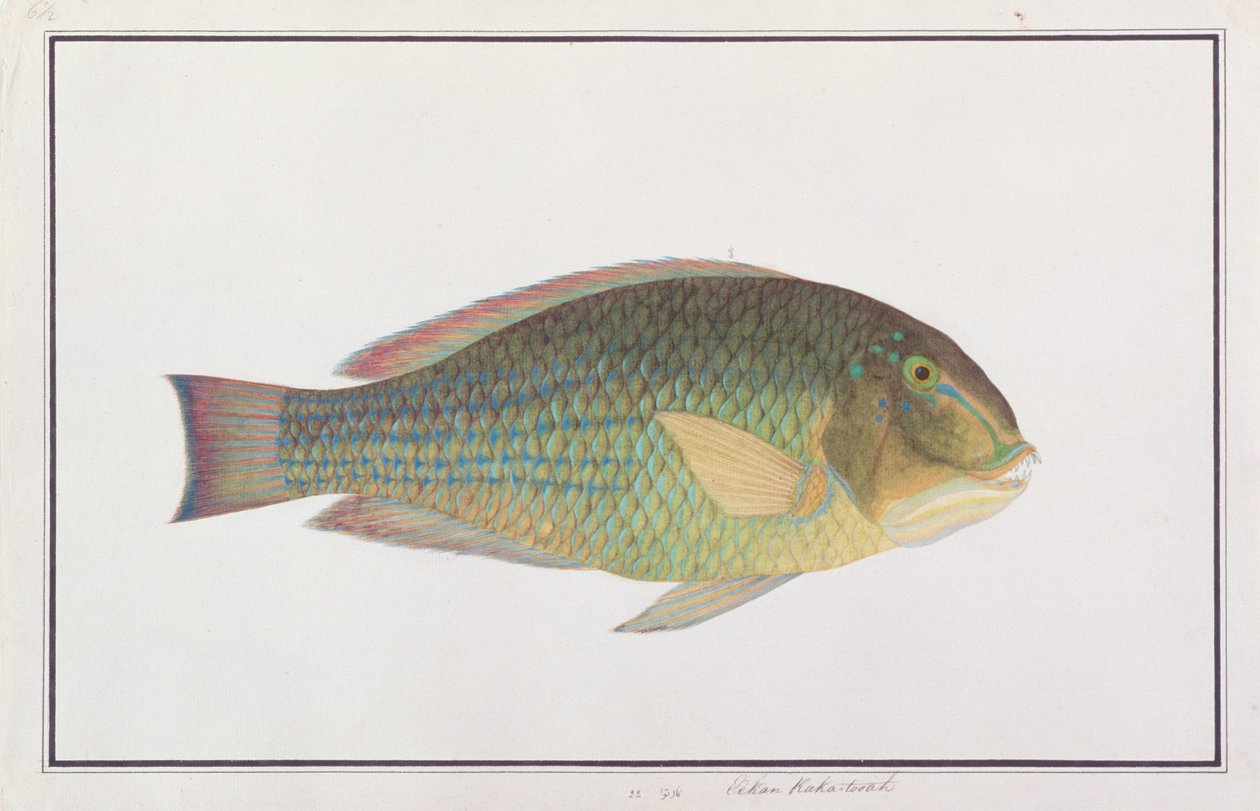 Tuskfish, från Drawings of Fishes from Malacca, c.1805-18 (wc på papper) av Chinese School