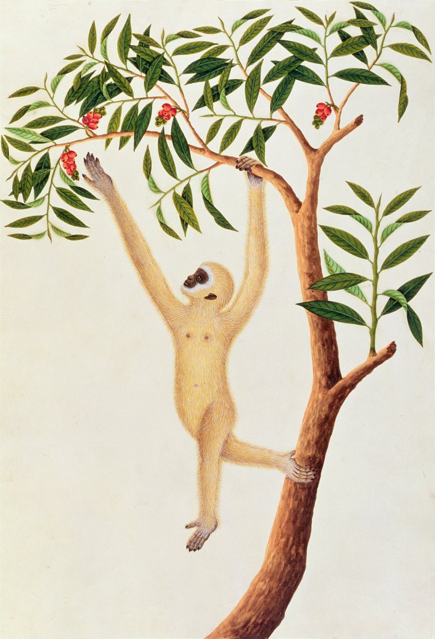 White Long Armed Ape, Ongka Pootre, från teckningar av djur, insekter och reptiler från Malacka, c.1805-18 (wc och gouache på papper) av Chinese School
