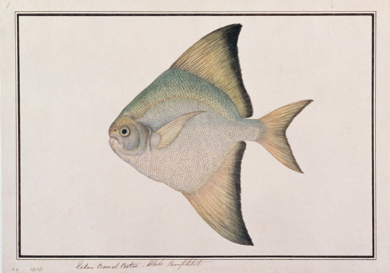 White Pomfret, från Drawings of Fishes from Malacca, c.1805-18 (wc på papper) av Chinese School