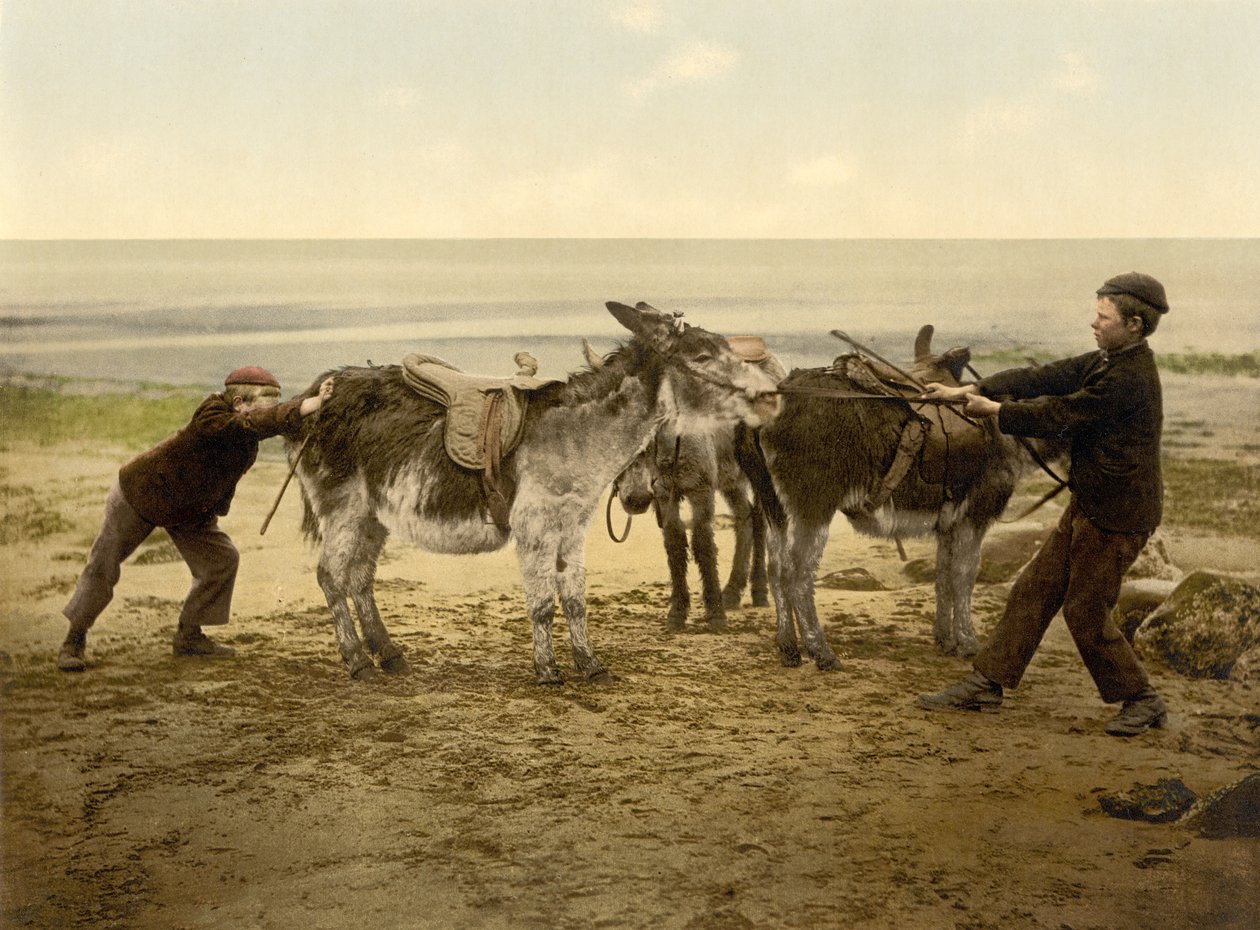 Åsnor på stranden, pub. c.1890 - 1900 (kromolitografi) av English Photographer