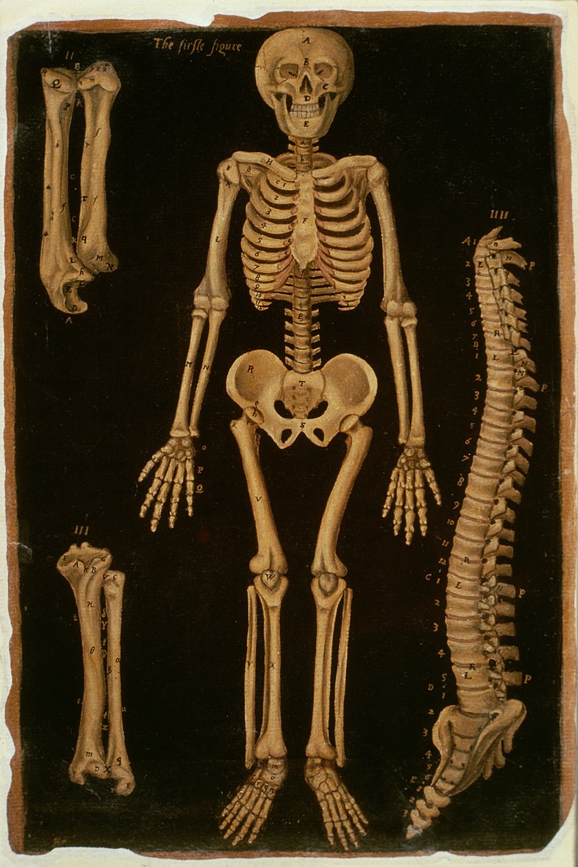 Ms Hunter 364 Table II Dissection, from Anatomical Tables, av John Banister (1540-1610) (olja på brunt papper) av English School
