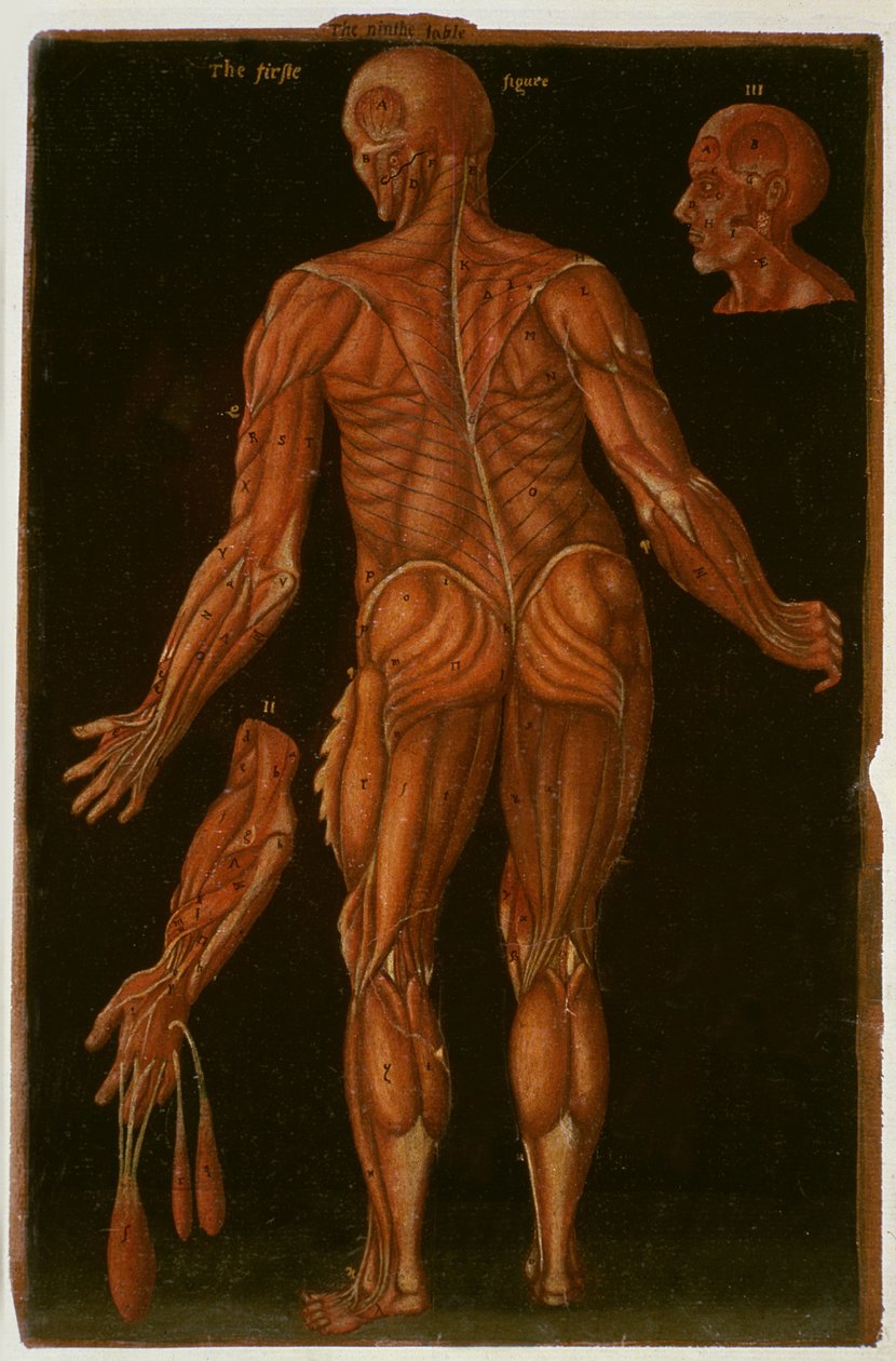 Ms Hunter 364 Tabell VIII Dissection, c.1170, från Anatomical Tables, av John Banister (1540-1610) (olja på brunt papper) av English School