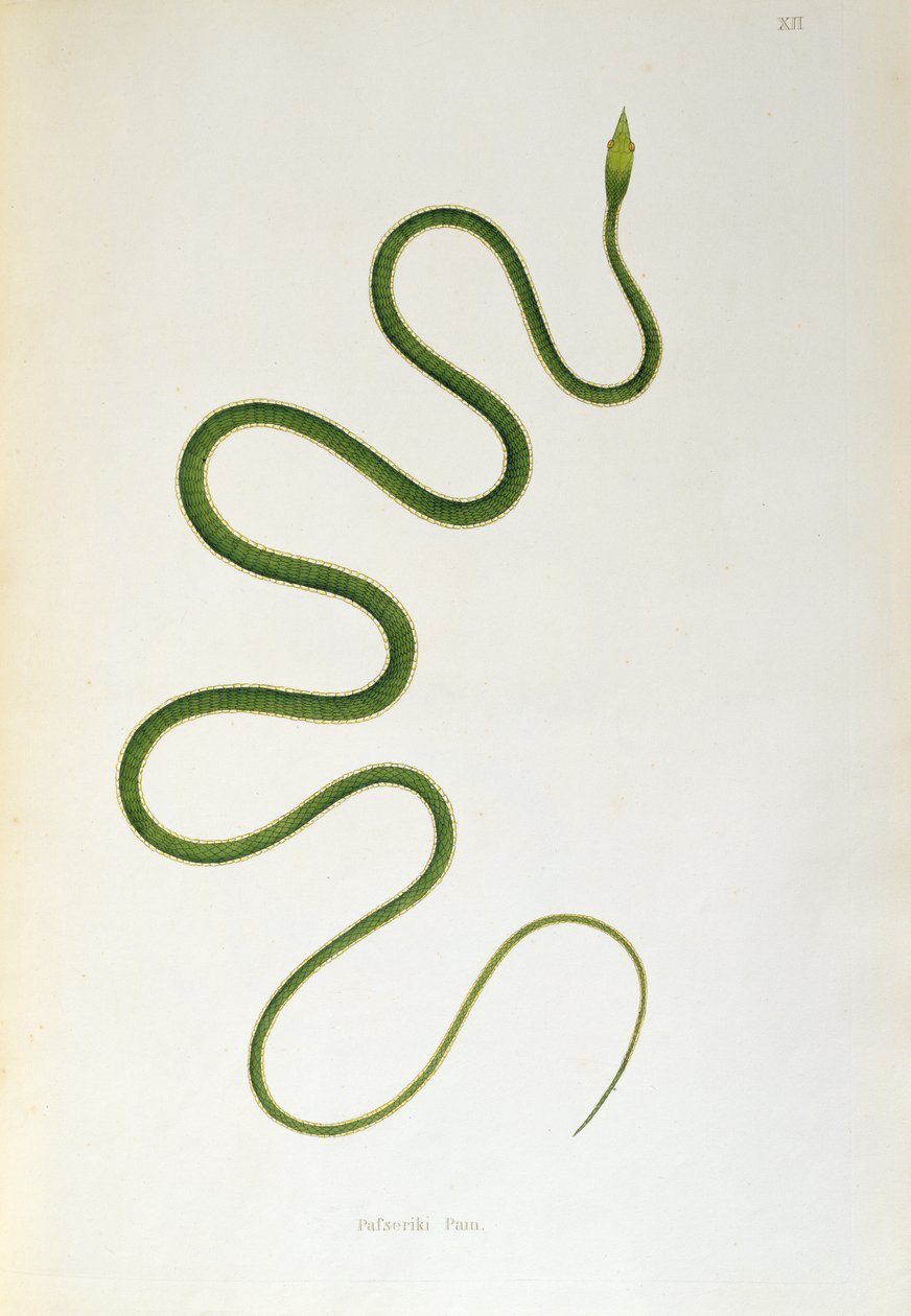 Pafseriki Pam Snake från An Account of Indian Serpents samlad från Coromandels kust av Patrick Russell, London, 1796 av English School