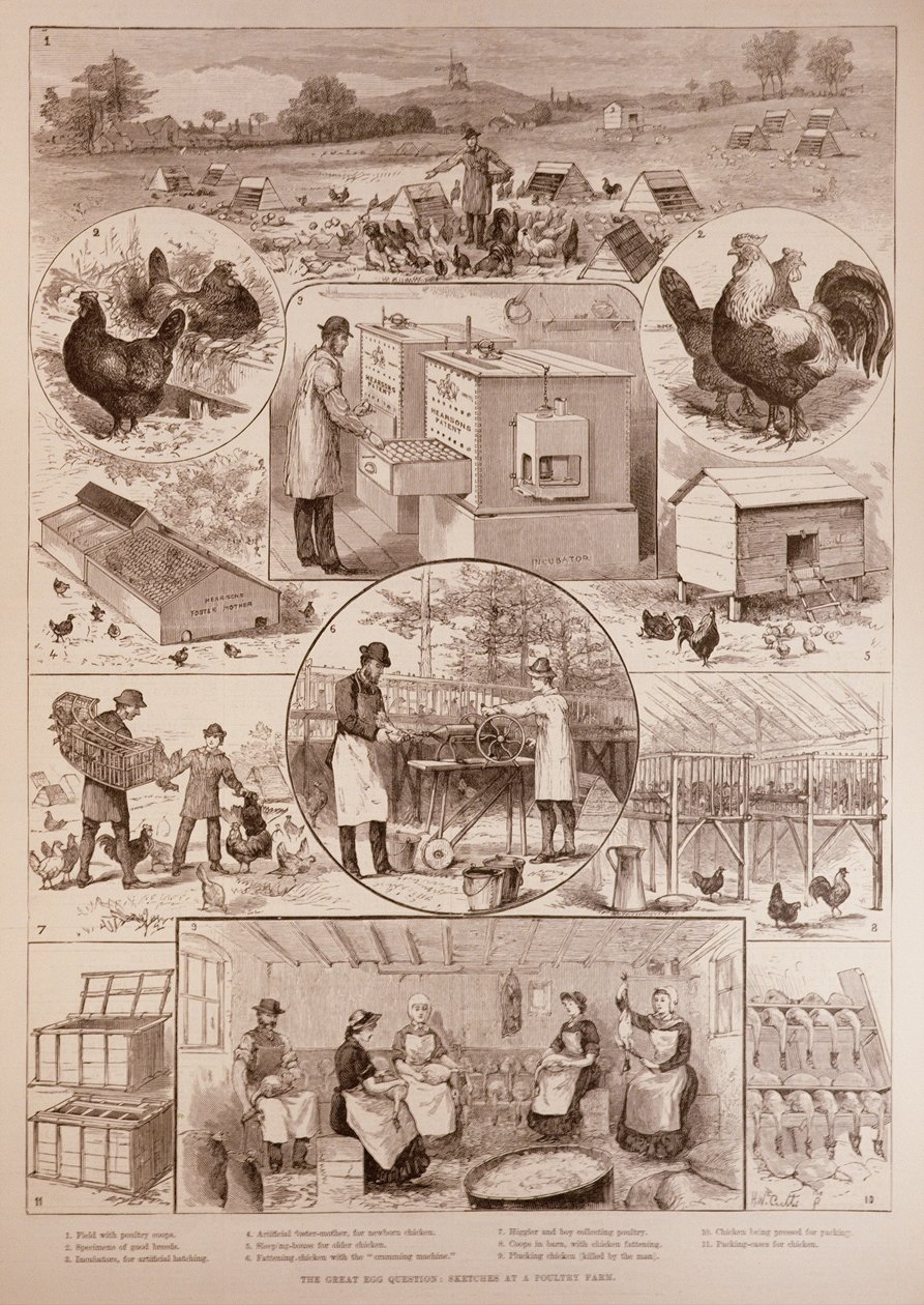 The Great Egg Question: Sketches at a Poultry Farm, från The Illustrated London News, 2 april 1887 av English School