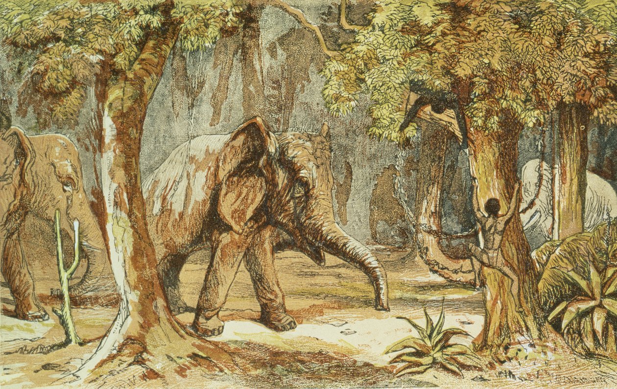 Treed by Elephants, illustration från Sporting Scenes Amongst the Kaffirs of South Africa av W. Drayson, 1855 av English School