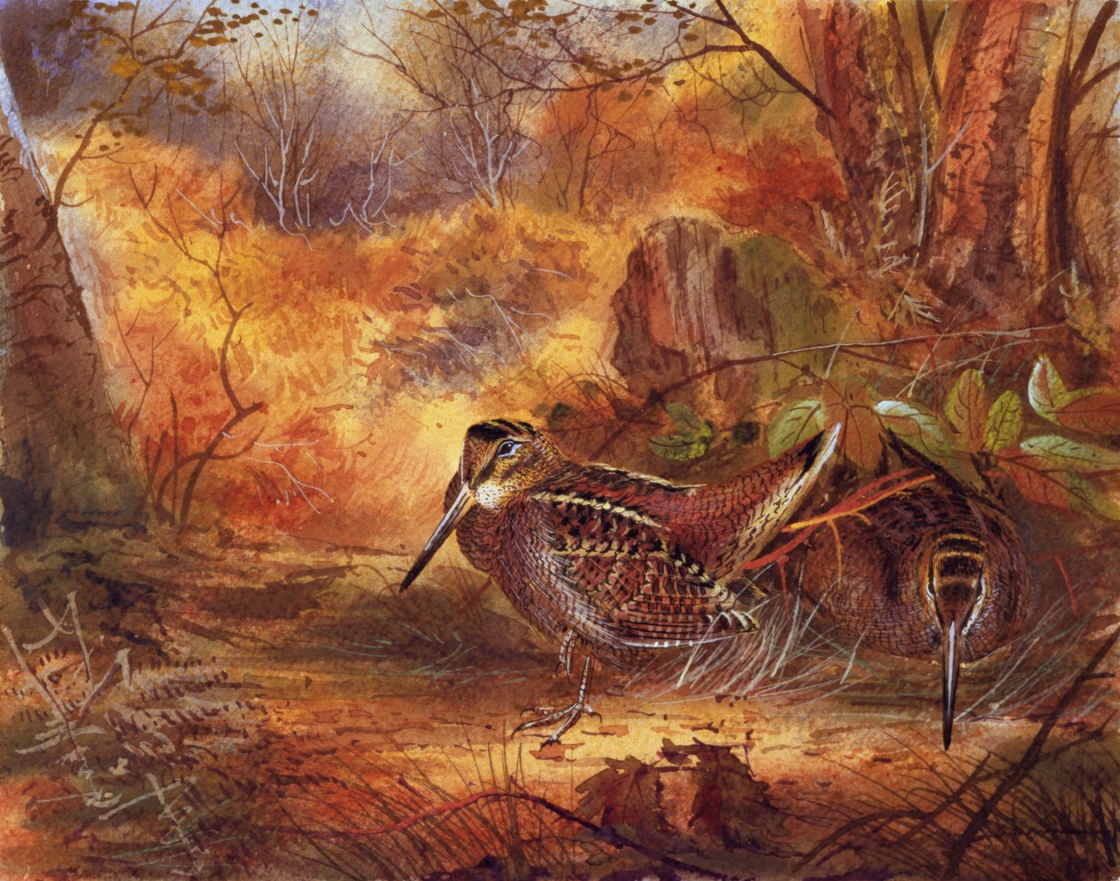Woodcocks, ca 1890 (wc på papper) av English School