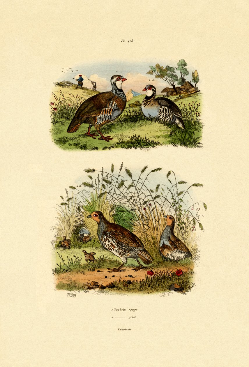 Grå rapphöna, 1833-39 av French School