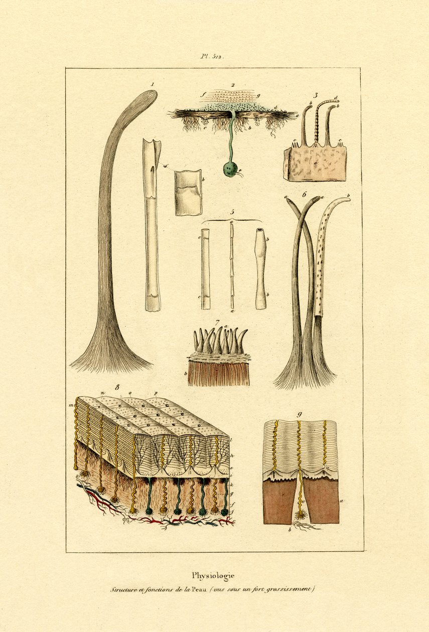 Människohud, 1833-39 av French School