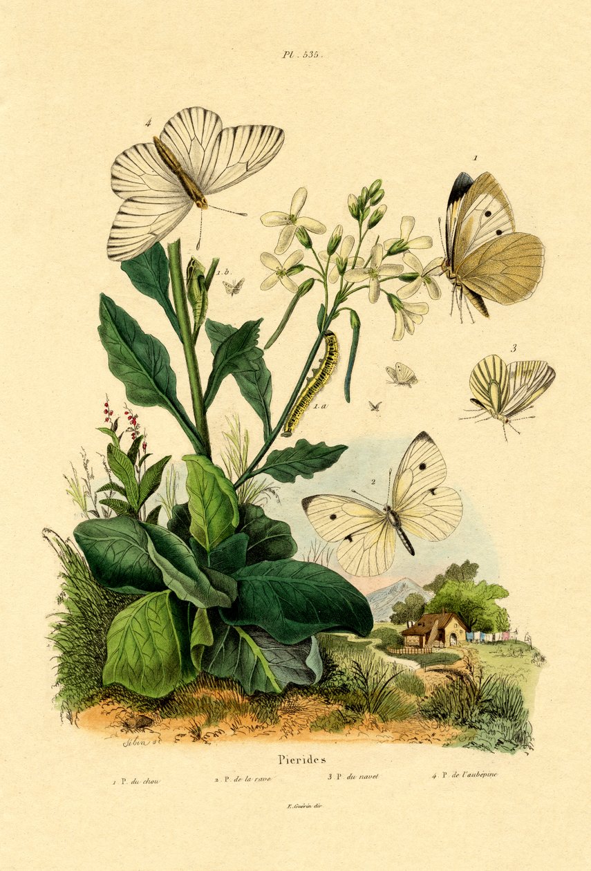 Stor vit, 1833-39 av French School