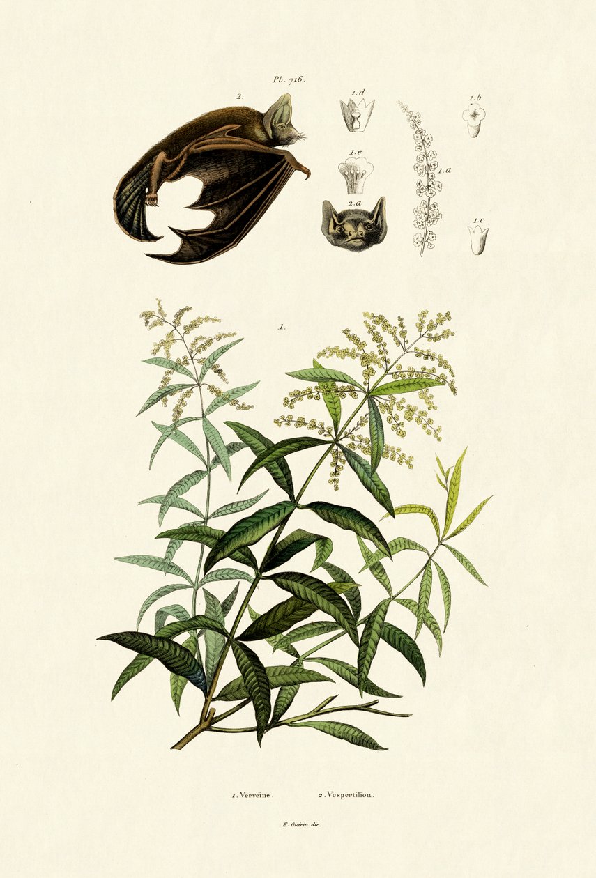 Citrongräs, 1833-39 av French School