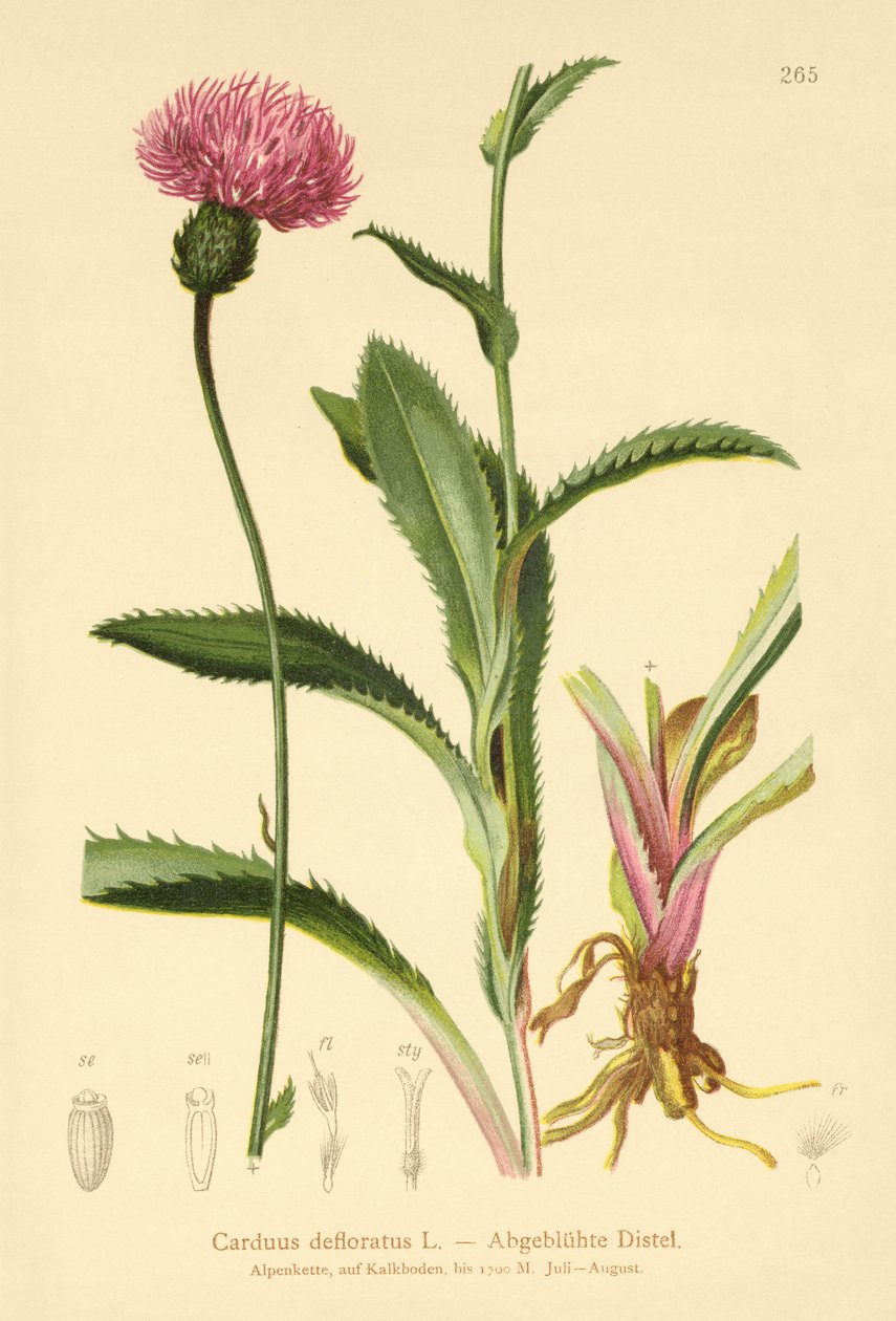 Alptistel (Carduus defloratus) av German School