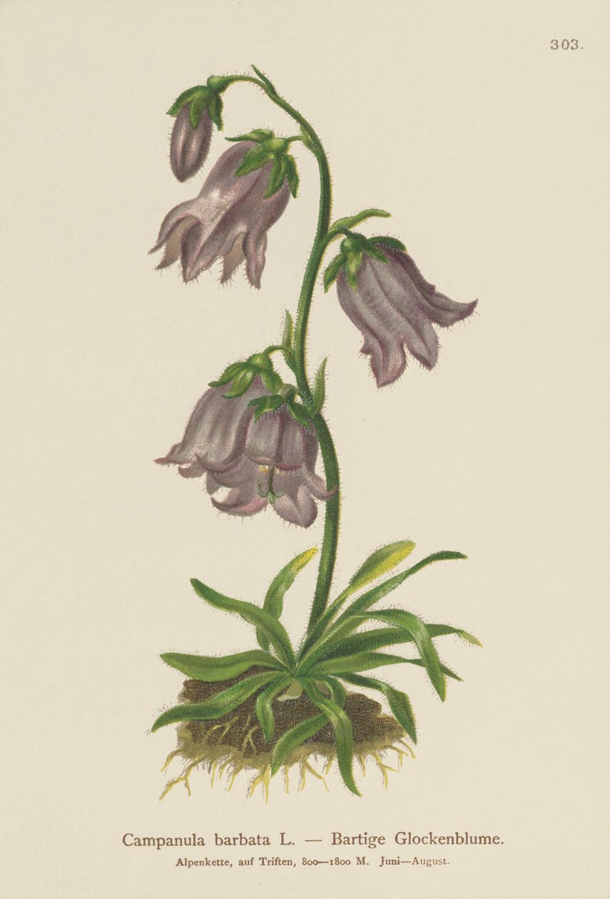 Skäggig klockblomma (Campanula barbata) av German School