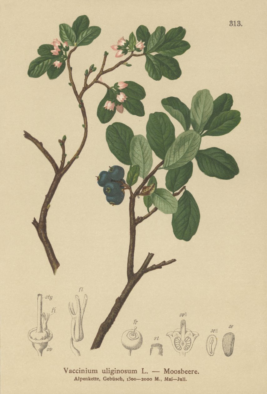Blåbär (Vaccinium uliginosum) av German School