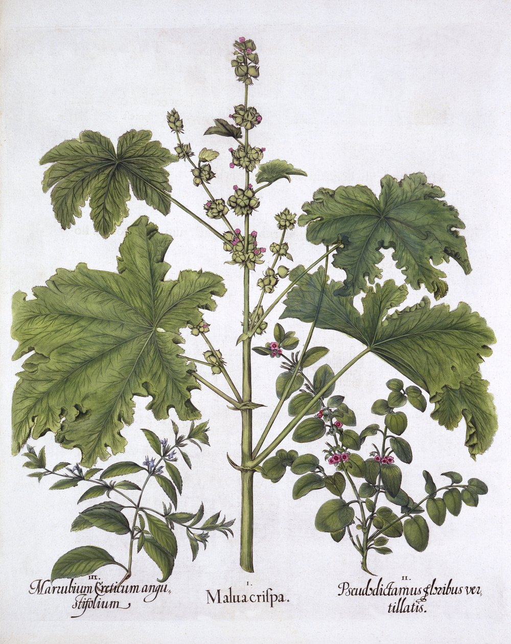 Curled Mallow, False Dittany, Cretan Horehound, från Hortus Eystettensis, av Basil Besler (1561-1629), pub. 1613 (handfärgad gravyr) av German School