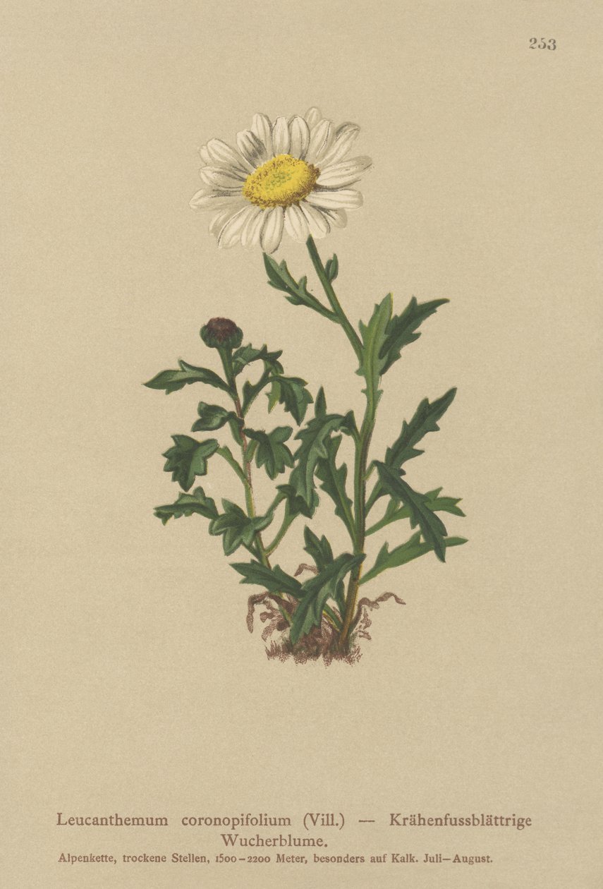 Tusensköna (Leucanthemum coronopifolium, Chrysanthemum coronopifolium, Chrysanthemum alpestre) av German School