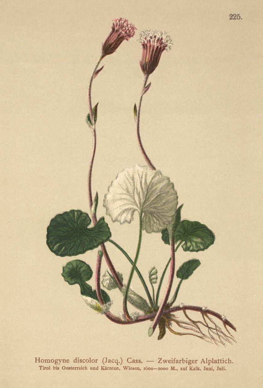 Missfärgad hingstfot (Homogyne discolor) av German School