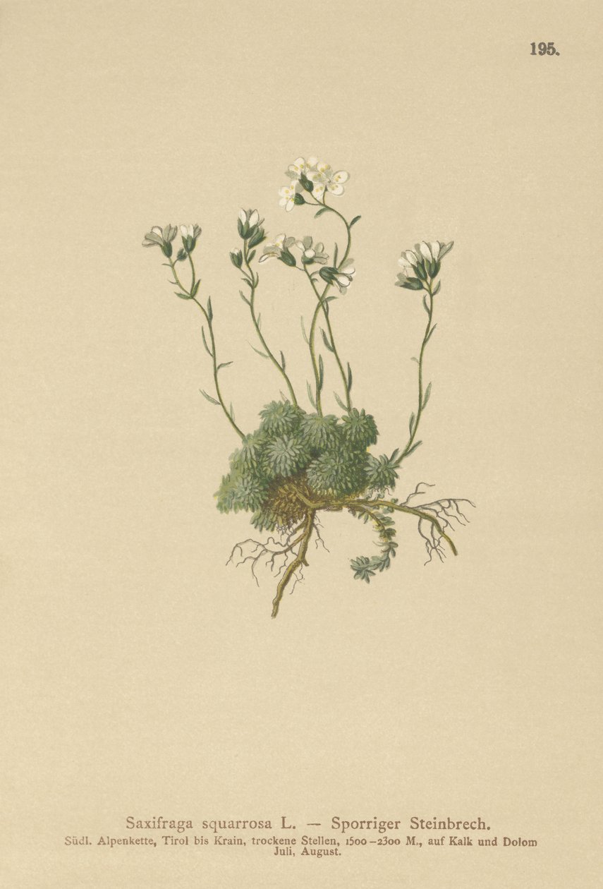 Dolomiterna Saxifrage (Saxifraga squarrosa) av German School