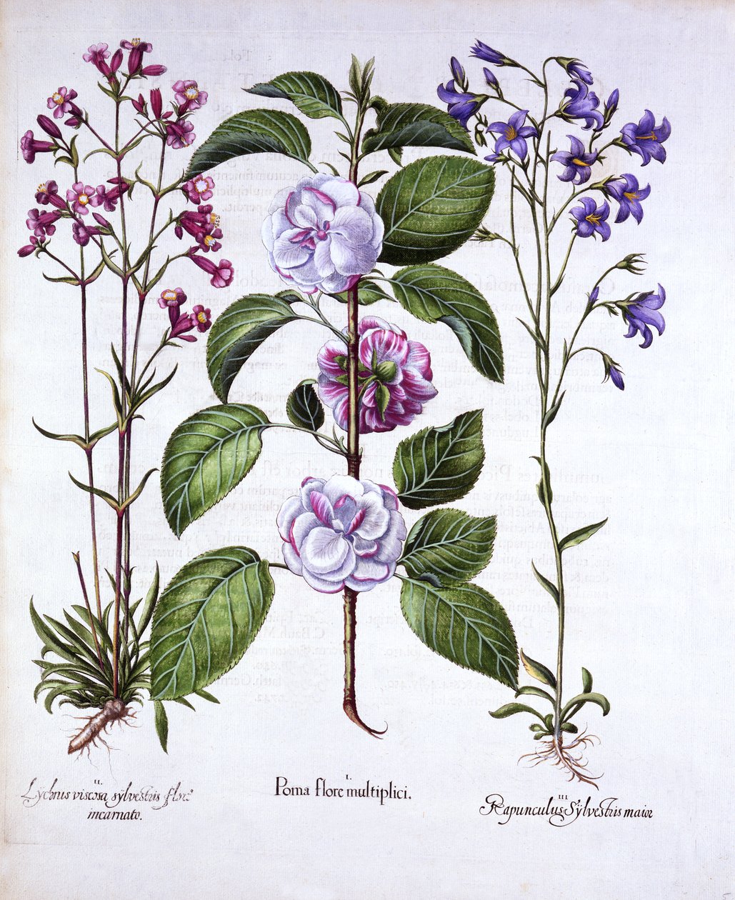 Dubbelblommigt äpple, tysk fångstfluga och en klockblomma, från Hortus Eystettensis, av Basil Besler (1561-1629), pub. 1613 (handfärgad gravyr) av German School