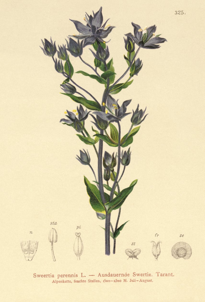 Felört (Sweertia perennis) av German School