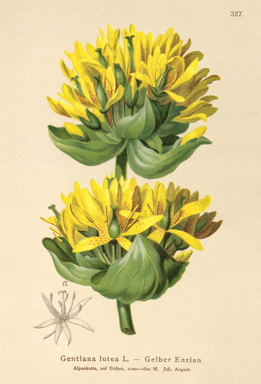 Stor gul gentiana (Gentiana lutea) av German School