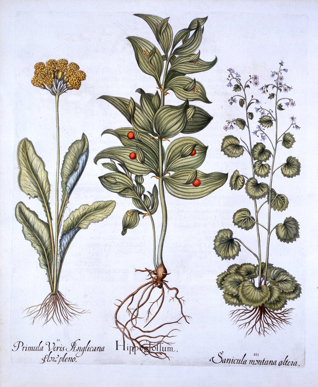 Hippoglossum, Cowslip och SanicleSnakeroot, från Hortus Eystettensis, av Basil Besler (1561-1629), pub. 1613 (handfärgad gravyr) av German School