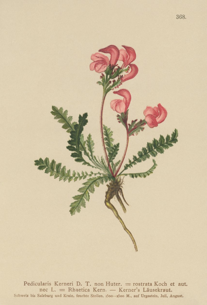 Kärnört (Pedicularis Kerneri, Rhaetica Kerneri, Pedicularis rostrata, Pedicularis Rhaetica) av German School