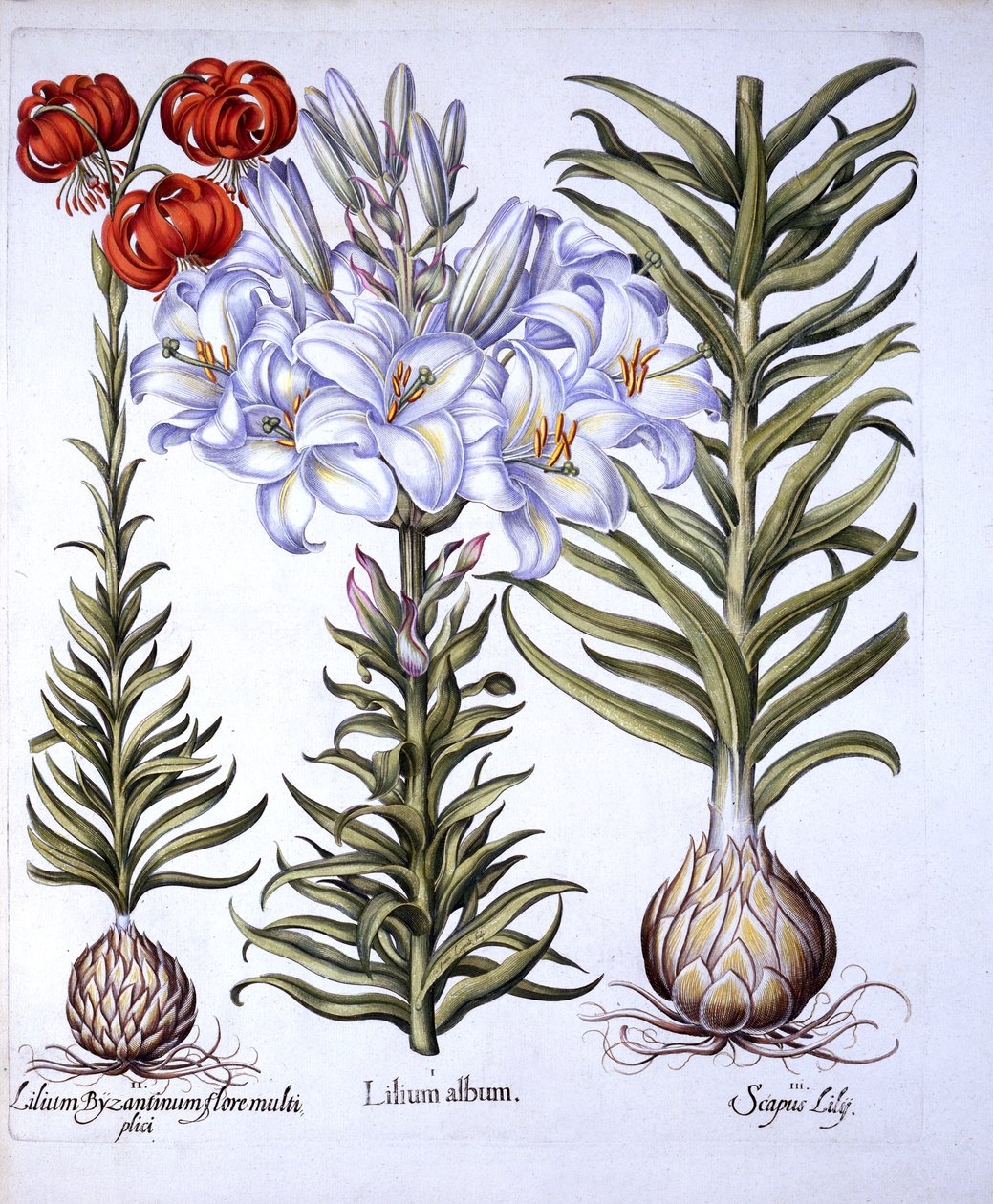 Madonna Lily and Bulb, Red Martagon of Constantinople, från Hortus Eystettensis, av Basil Besler (1561-1629), pub. 1613 (handfärgad gravyr) av German School