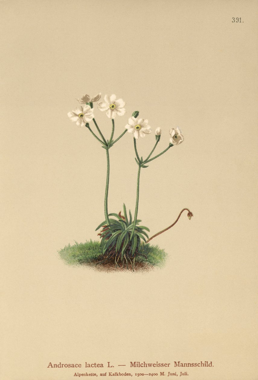 Milkwhite Rock-jasmin (Androsace lactea, Androsace lactiflora) av German School