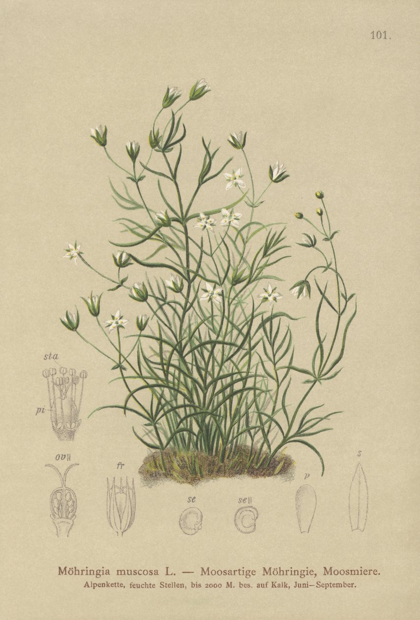 Mossig sandört (Moehringia muscosa, Möhringia muscosa) av German School
