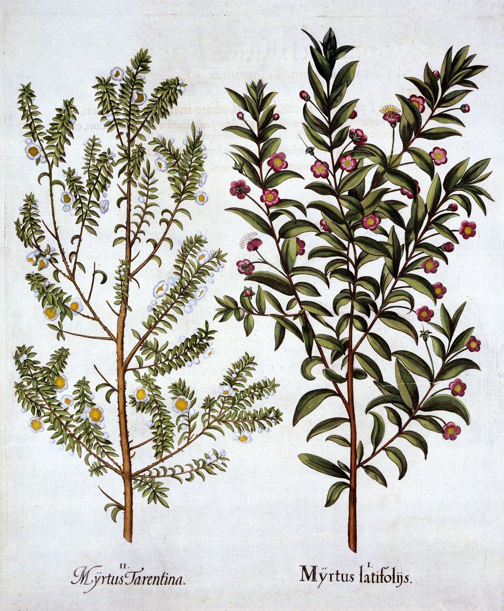 Myrtle Varieties, från Hortus Eystettensis, av Basil Besler (1561-1629), pub. 1613 (handfärgad gravyr) av German School