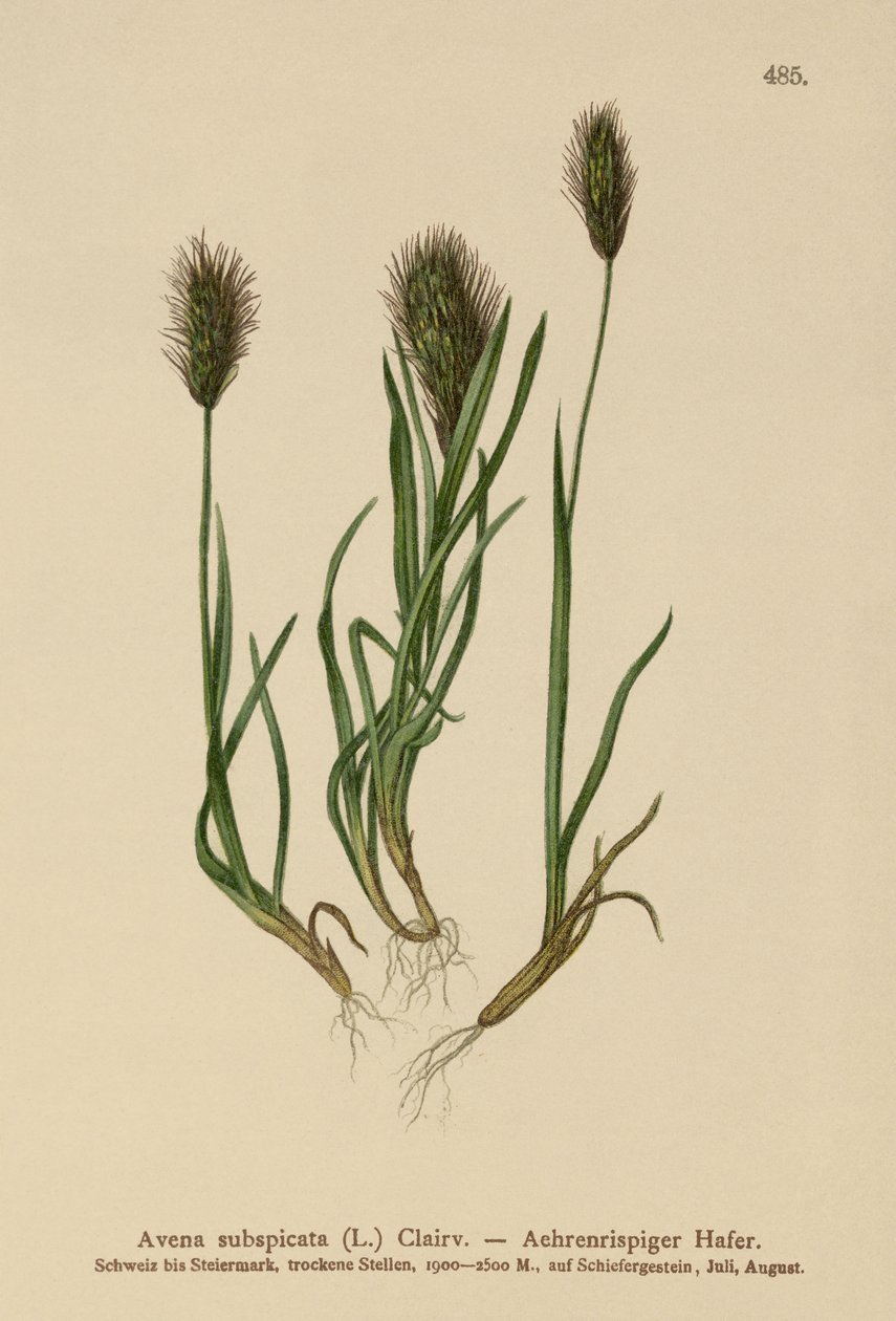 Havregräs (Avena subspicata) av German School