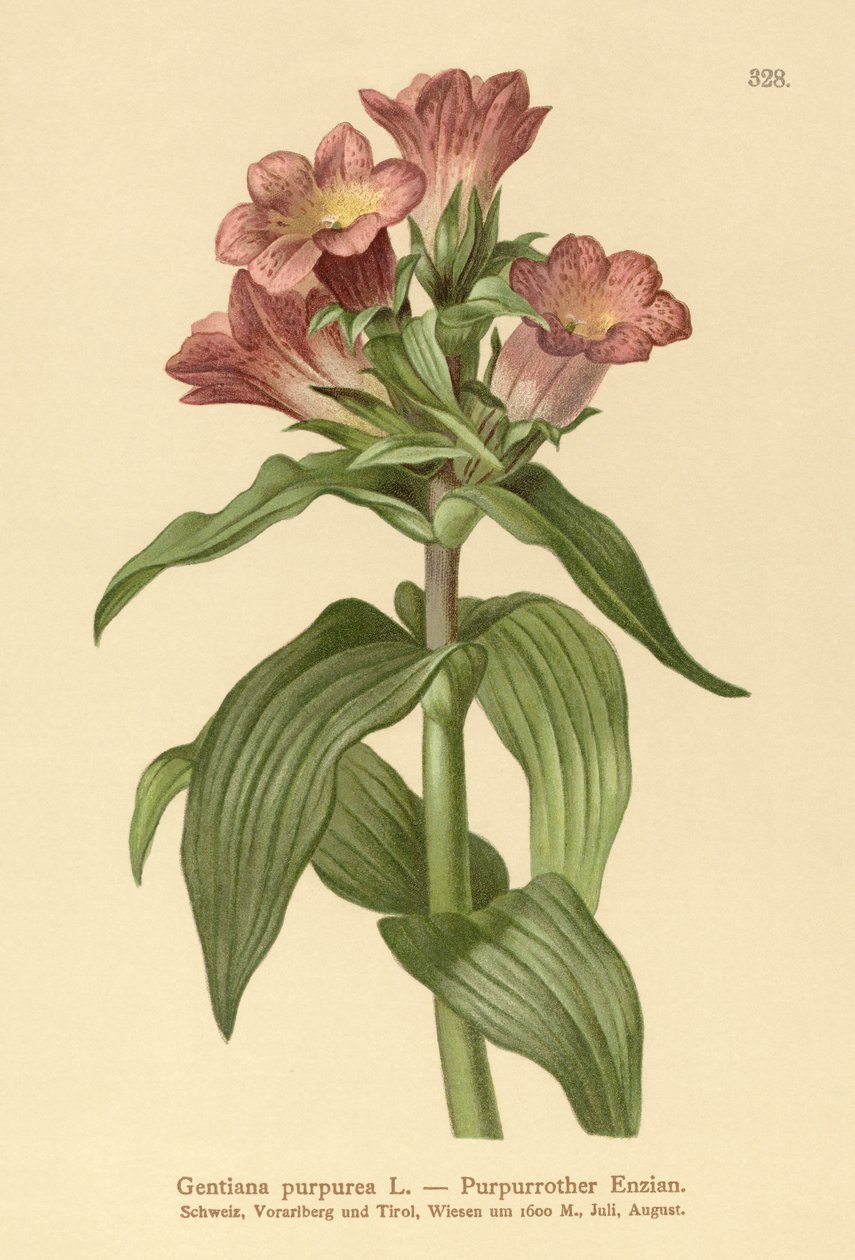 Lila Gentian (Gentiana purpurea) av German School