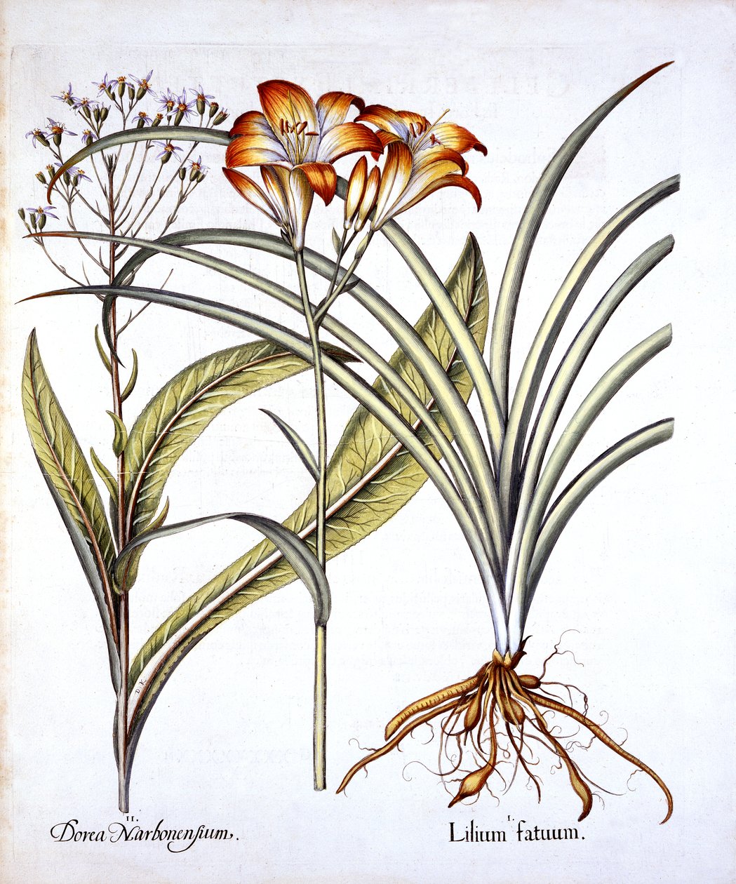 Red-Yellow Day Lily och Groundsel, från Hortus Eystettensis, av Basil Besler (1561-1629), pub. 1613 (handfärgad gravyr) av German School