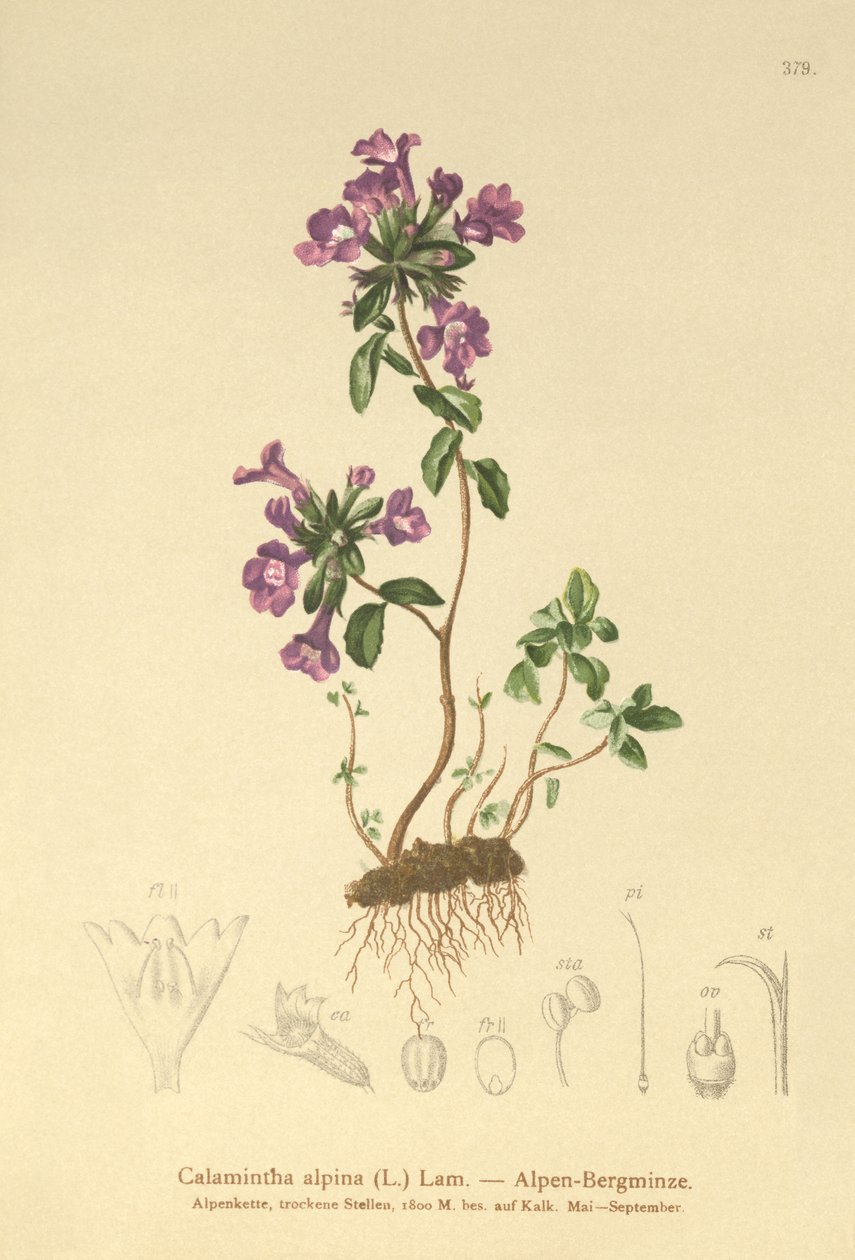 Stentimjan (Acinos alpinus, Calamintha alpina) av German School