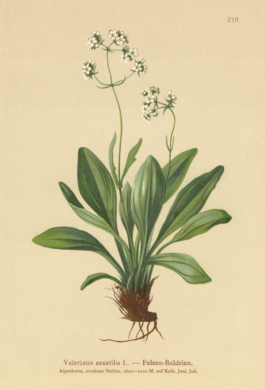 Rockvaleriana (Valeriana saxatilis) av German School