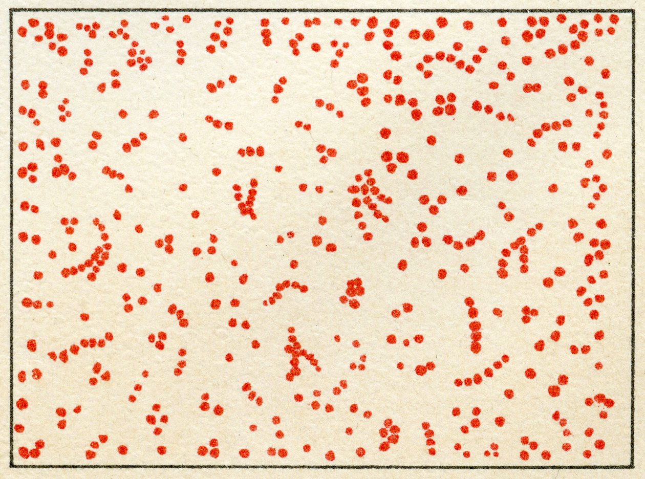 Prov av Micrococcus Bacteria c.1890 (färgkromolitografi) av German School