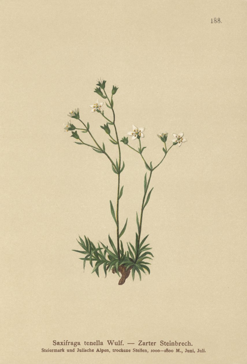 Smal saxifrage (Saxifraga tenella) av German School