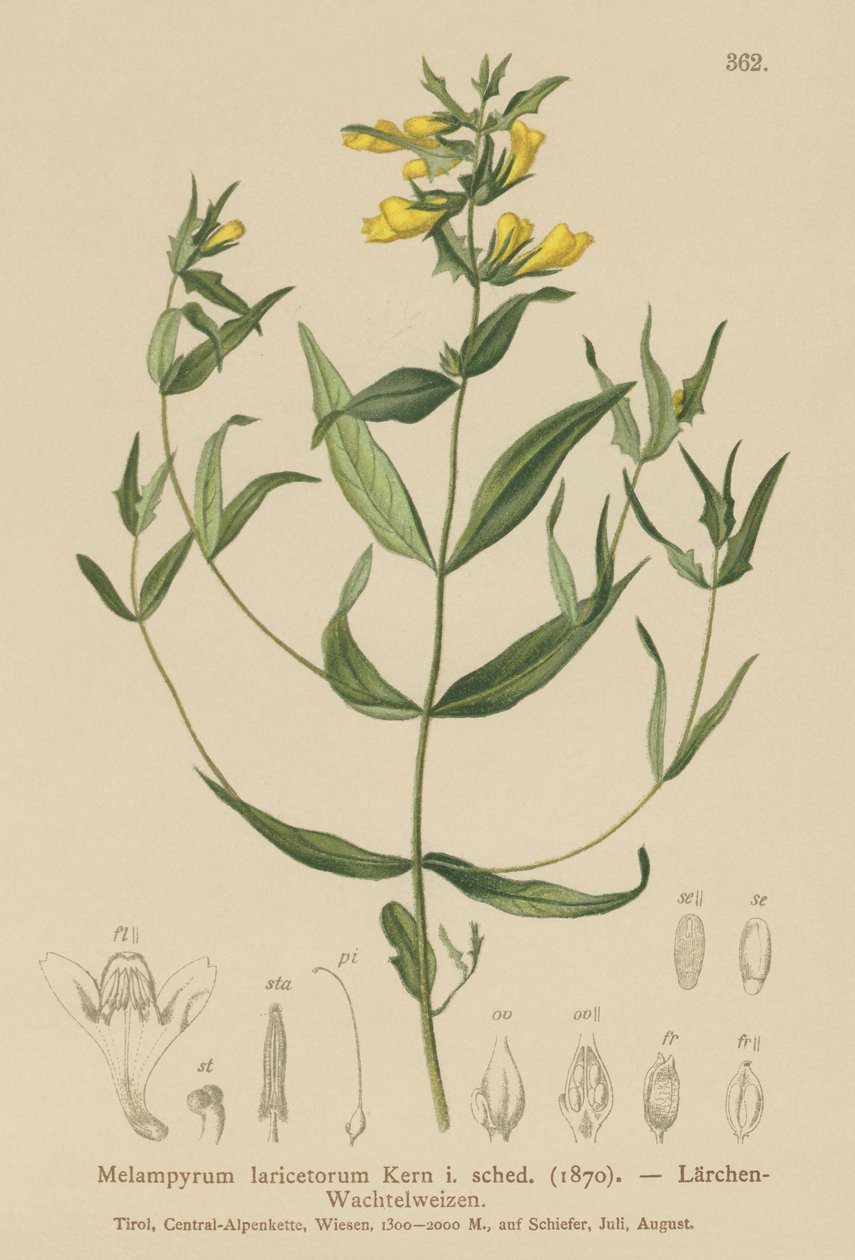 Litet kovete (Melampyrum laricetorum, Melampyrum carpathicum, Melampyrum sylvaticum) av German School
