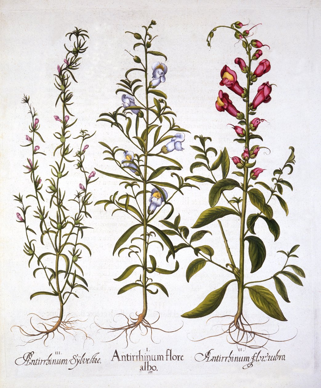 Snapdragons eller Antirrhinums, från Hortus Eystettensis, av Basil Besler (1561-1629), pub. 1613 (handfärgad gravyr) av German School