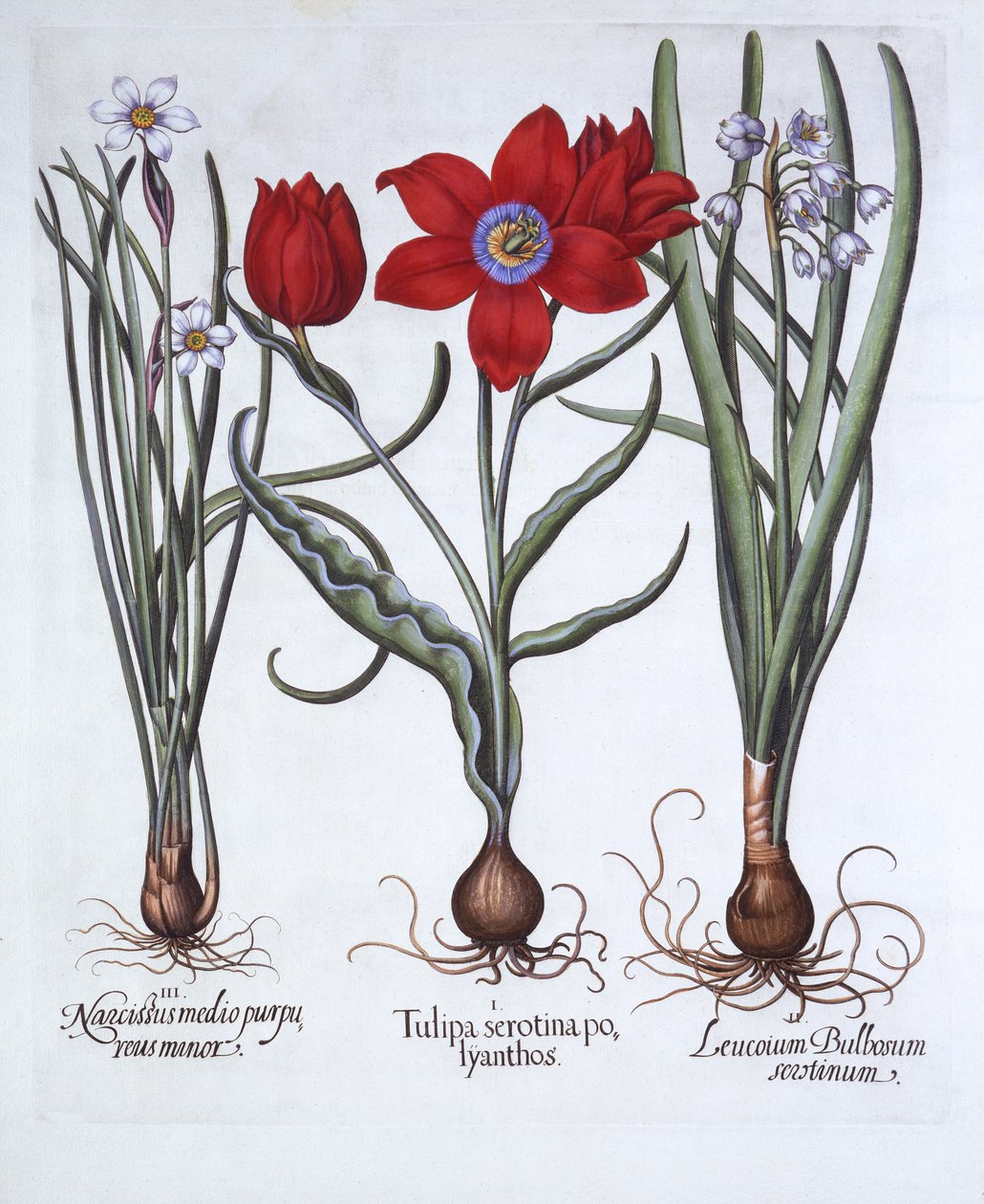 Tulpan, vårsnöflinga och narcissus, från Hortus Eystettensis, av Basil Besler (1561-1629), pub. 1613 (handfärgad gravyr) av German School