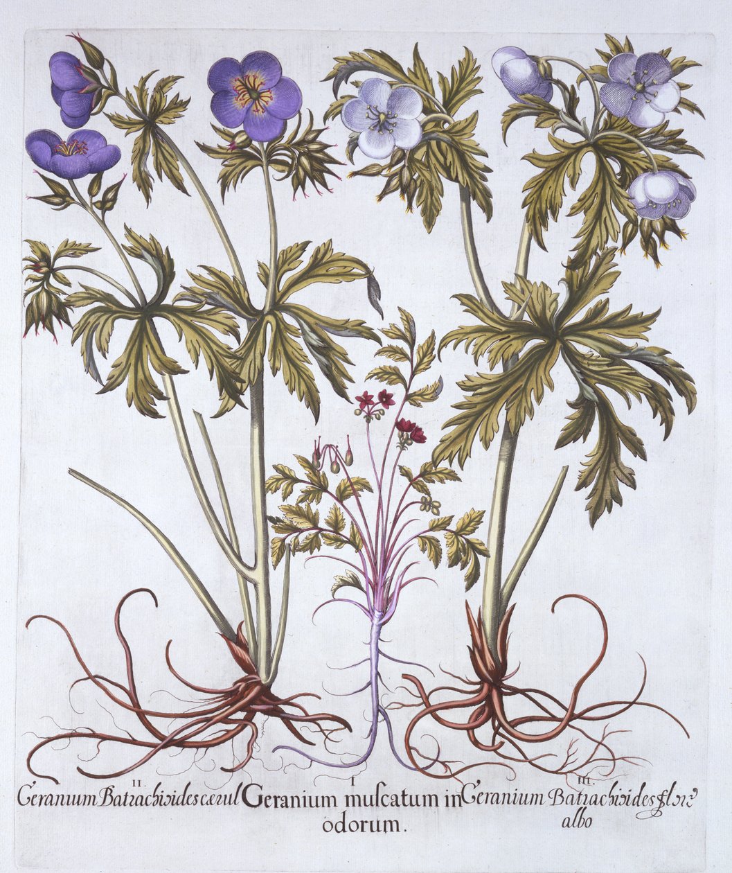 Variationer av geranium, från Hortus Eystettensis, av Basil Besler (1561-1629), pub. 1613 (handfärgad gravyr) av German School