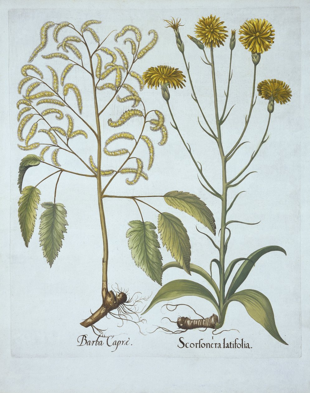 Vipers Grass and Goats Beard, från Hortus Eystettensis, av Basil Besler (1561-1629), pub. 1613 (handfärgad gravyr) av German School