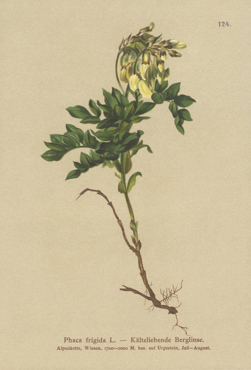Yellow Alpine Milkwatch (Foca Frigidi, Astragalus Frigidis, Foca Acharita, Drink Frigidi) av German School