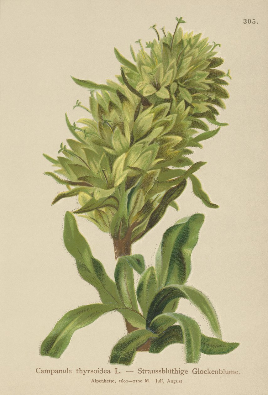Gul klockblomma (Campanula thyrsoidea, Campanula thyrsoides, Campanula macrorhiza) av German School