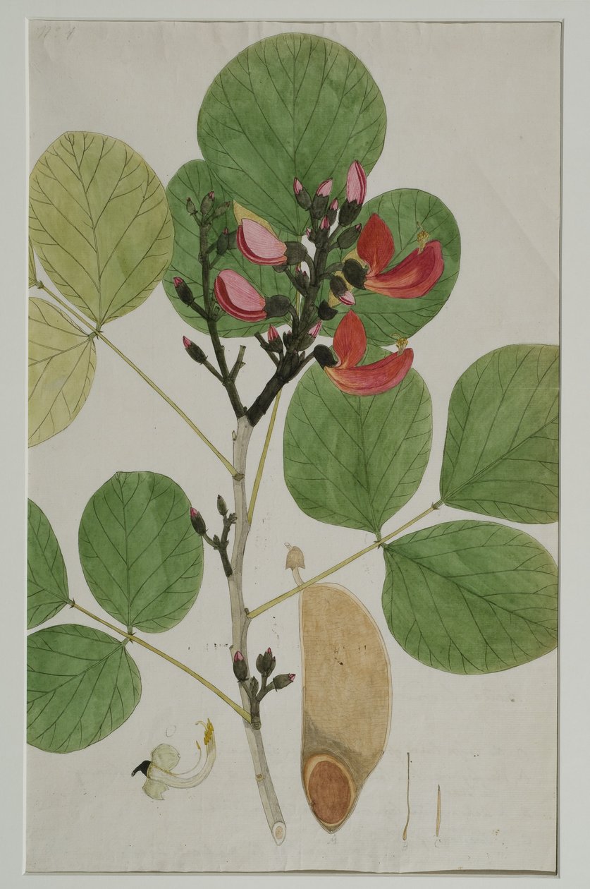 Butea monosperma (Lam.), pia huitwa Flame of the Forest, 1787 (wc kwenye karatasi)swed av Indian School