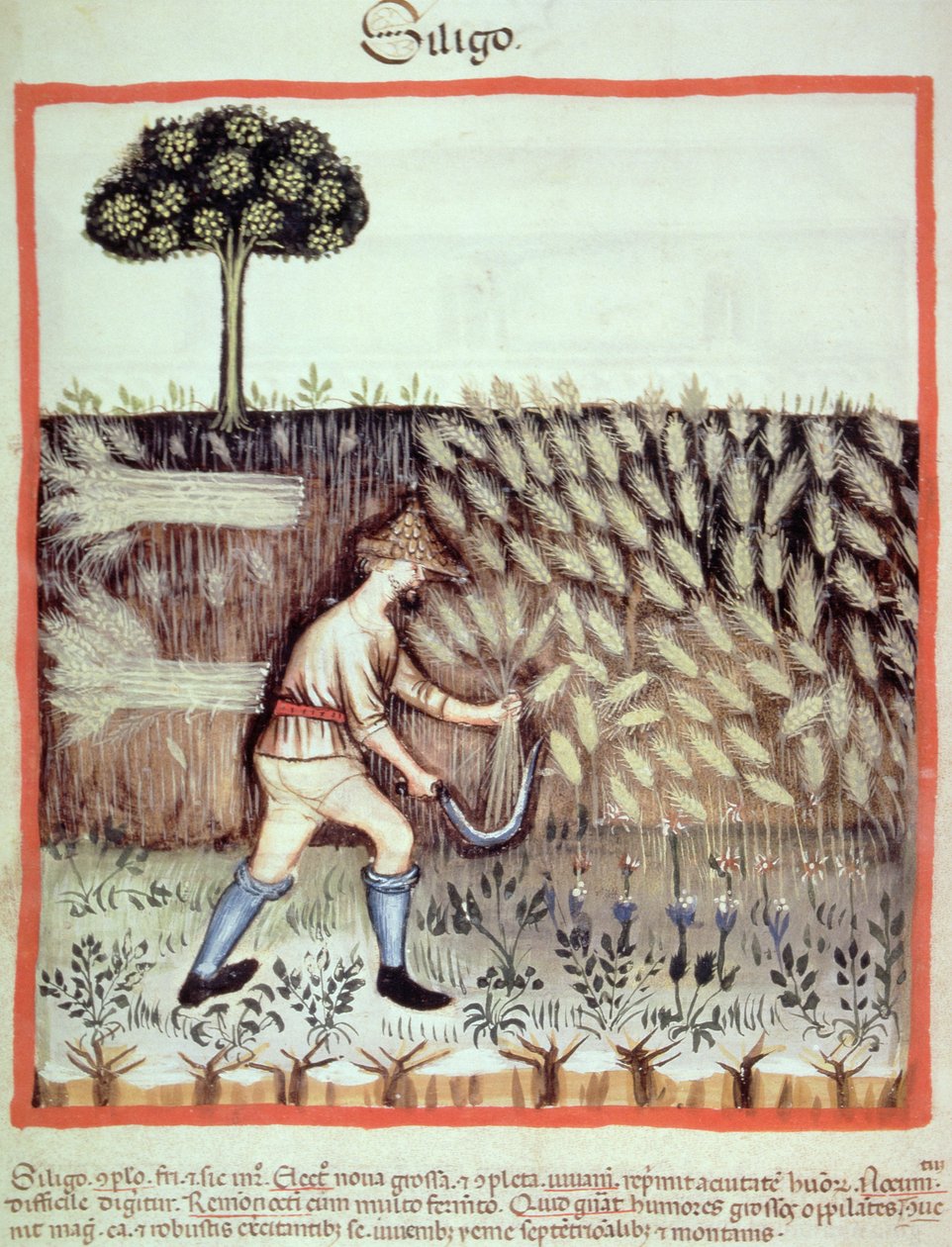 Fol.46v Gathering the Winter Grain, illustration från Tacuinum Santiatis Codex Vindobonensis av Italian School