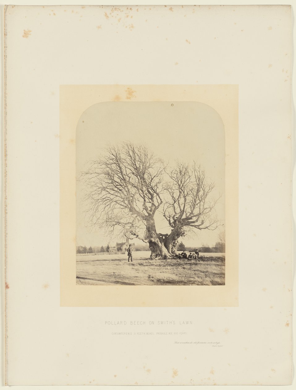 Pollardbok på Smiths gräsmatta av 14th Earl of Caithness James Sinclair