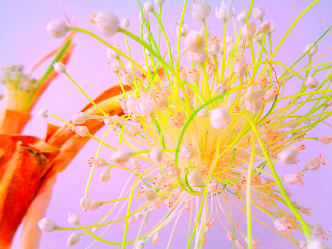 Lökblomster Köksblomster av Martina Konitzky